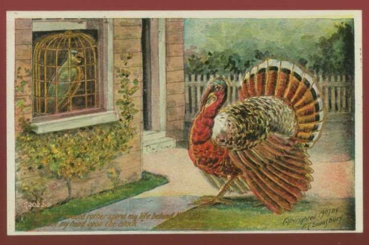 112810 LOUNSBURY THANKSGIVING POSTCARD PARROT AND TURKEY 1908  