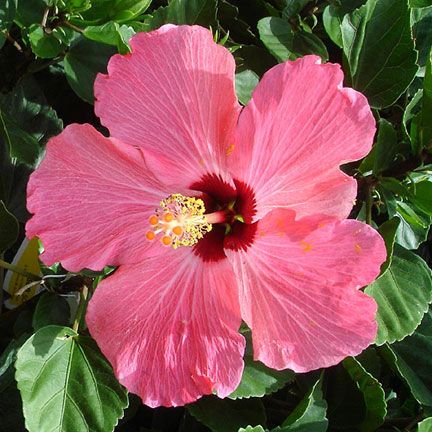 Hibscus rosa sinensis BLOOMING TROPICAL HIBISCUS PLANTS  