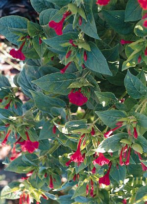 Mirabilis Four O Clock Tea Time Red Seeds  