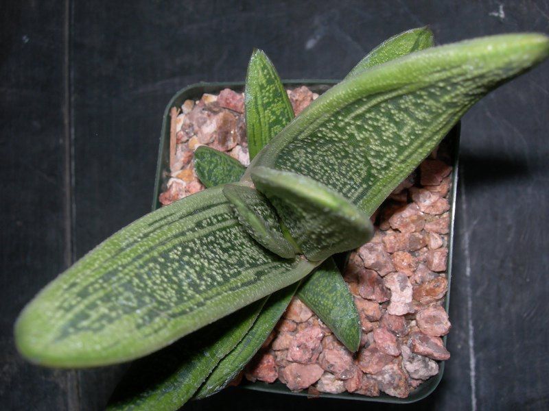 Gasteria Little Warty Beautiful Unique Plants Variegated EZ 2 Grow 