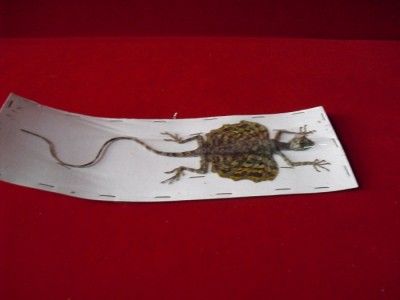 Dried Flying Lizard, Flying Gecko and Flying Frog 3 Pcs  