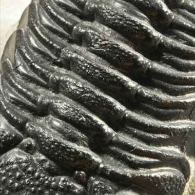 E452  BIG 3D DEVONIAN TRILOBITE Phacops sp.  