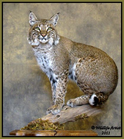 Bobcat Taxidermy NEW Mount Fur Hunting Cabin Wildlife Artist  