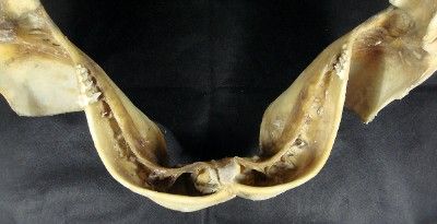 16.93 Real Nature Modern Great White Shark Jaws (teeth)   