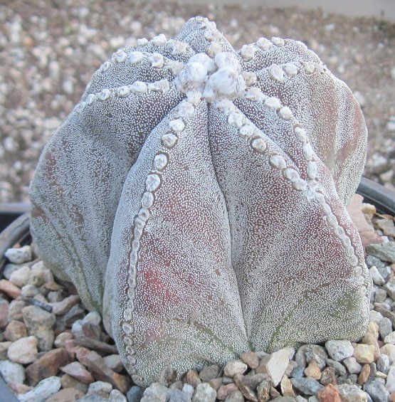 Astrophytum myriostigma Extra Large Bishops Cap 89  