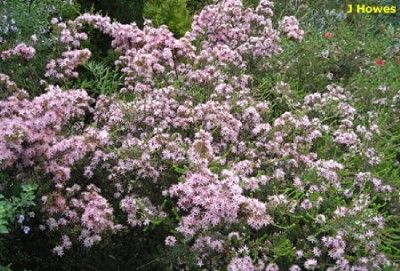 Calytrix tetragona Fringe myrtle is a bushy shrub growing 1.5   2m 