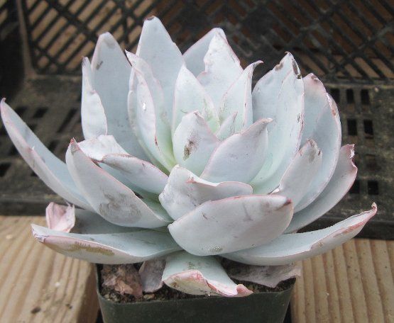 Echeveria cante Pure Form White Powdery Succulent Leaves  