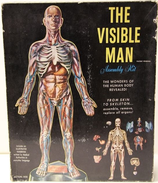 MAN KIND THE VISIBLE MAN MODEL KIT MADE BY RENWAL (DJ)  