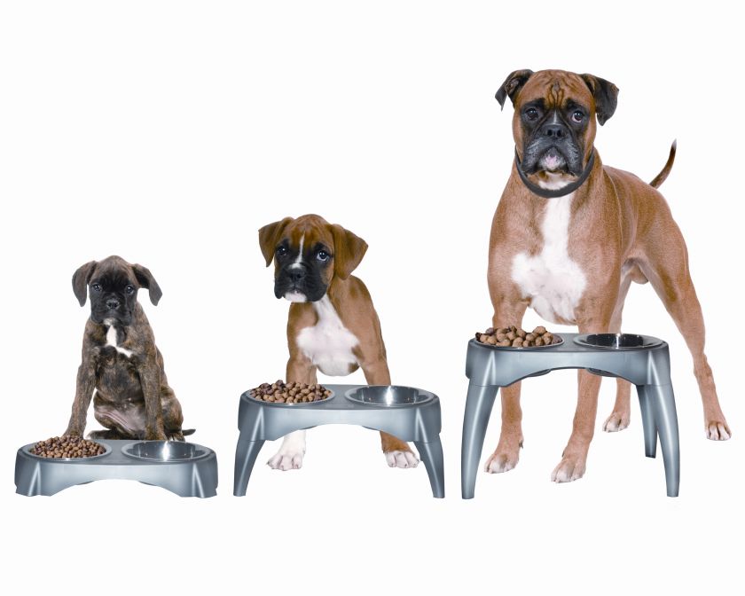 Adjustable Height Elevated Pet Dog Food Bowl Feeder NEW  