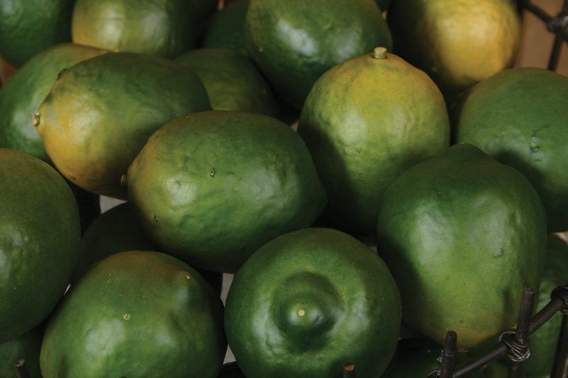  Kaffir limes are perfect for displaying in thekitchen without fear 