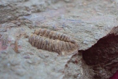 EXCEL PERFECT INCOMPLETE ORMATHOPS + CRINOID FOSSIL TRILOBITE.MOROCCO 