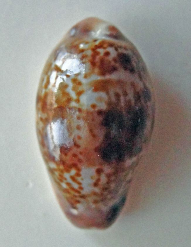 Sensational And Superb Cowrie Cypraea picta SCARCE  