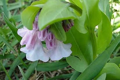 mertensia virginica seeds perennial approx 25 seeds per package