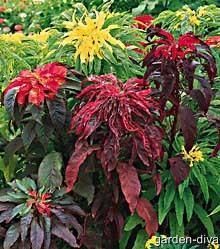 Amaranthus Summer Poinsettia Mix 25 Seeds  