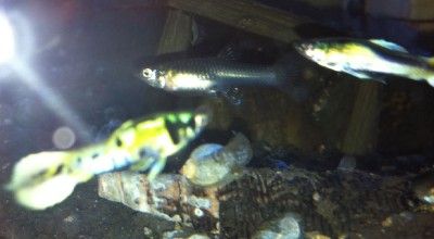 12 Tiger Endlers Guppies Fish Yellow Jackets Rare Strain Freshwater 