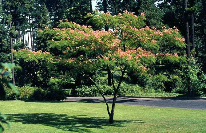 Mimosa Tree, Silk Tree, Albizia Julibrissin SHIPS FREE  