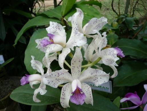 Orchid plant CATTLEYA AMETHYSTOGLOSSA COERULEA blue  