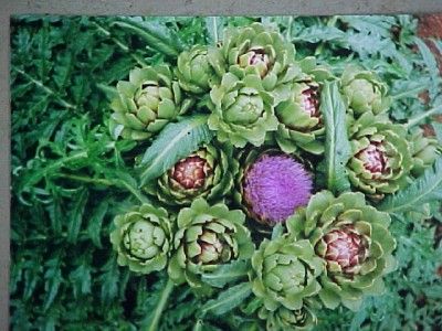 Green Globe Artichoke Cynara scolymus SEEDS V2  