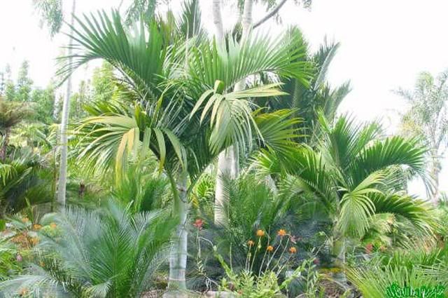 Umbrella Palm WHITE Waxy Stem LIVE Tree 20 24 inches  